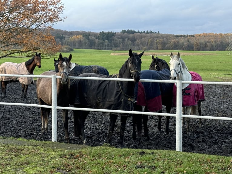 Andalusian Gelding 10 years 16 hh Gray in Ganschow