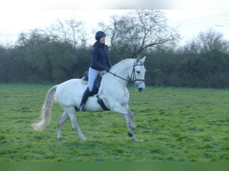 Andalusian Gelding 10 years 16 hh Gray in Ganschow