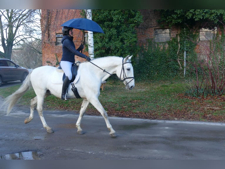 Andalusian Gelding 10 years 16 hh Gray in Ganschow