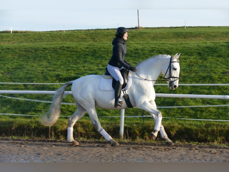 Andalusian Gelding 10 years 16 hh Gray in Ganschow