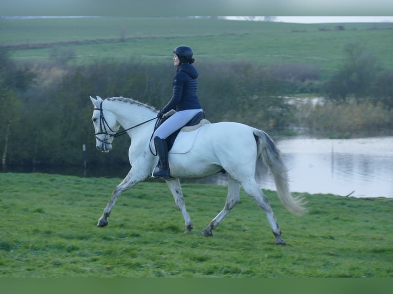 Andalusian Gelding 10 years 16 hh Gray in Ganschow