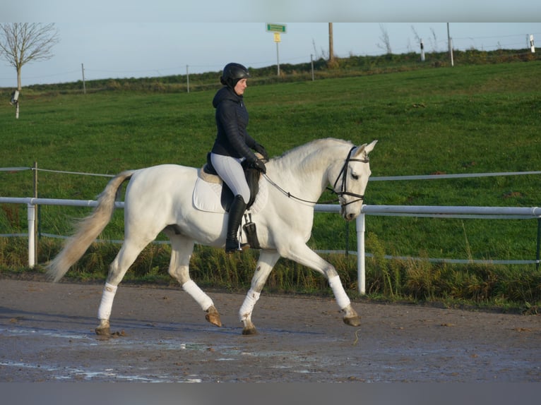 Andalusian Gelding 10 years 16 hh Gray in Ganschow