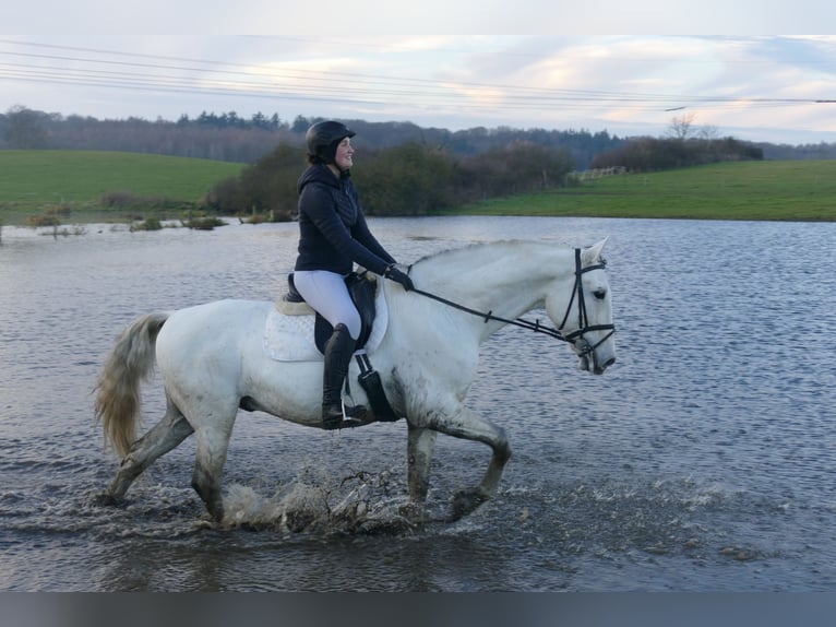 Andalusian Gelding 10 years 16 hh Gray in Ganschow