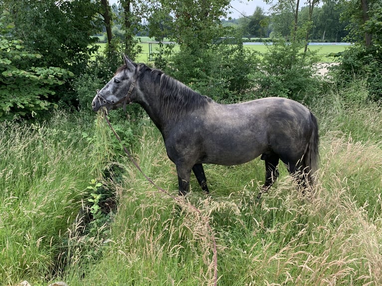 Andalusian Gelding 10 years 16 hh Gray-Fleabitten in Telgte