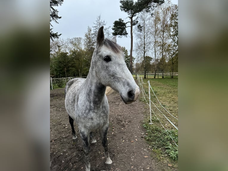 Andalusian Gelding 10 years 16 hh Gray-Fleabitten in Telgte