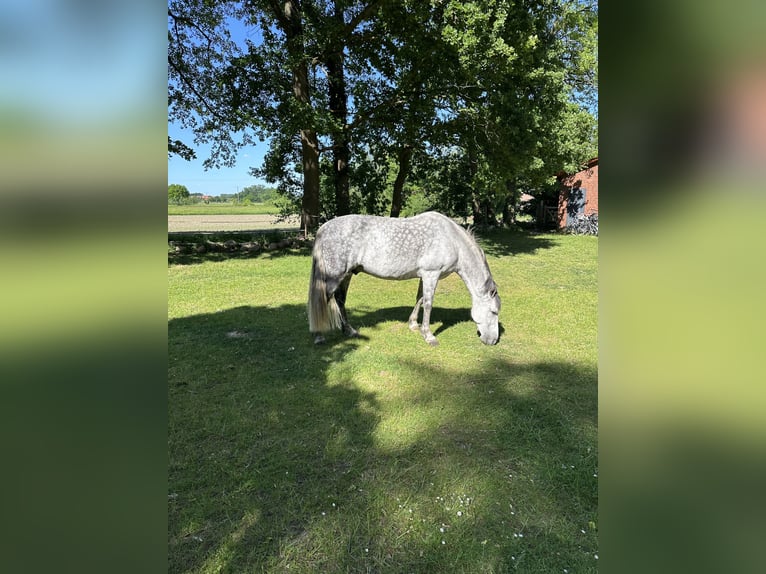 Andalusian Gelding 10 years 16 hh Gray-Fleabitten in Telgte