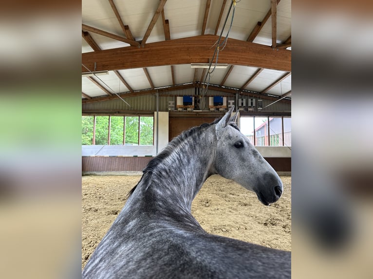 Andalusian Gelding 10 years 16 hh Gray-Fleabitten in Telgte