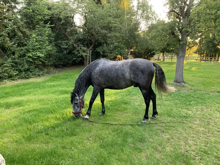 Andalusian Gelding 10 years 16 hh Gray-Fleabitten in Telgte