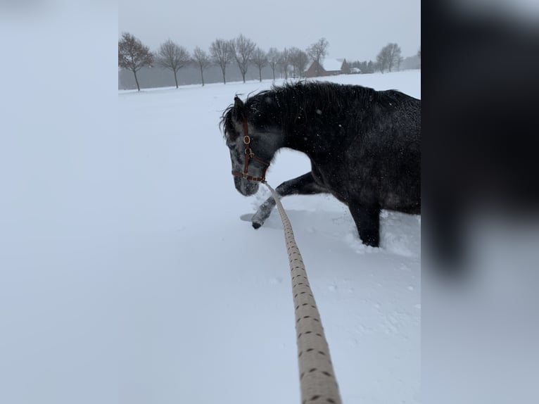 Andalusian Gelding 10 years 16 hh Gray-Fleabitten in Telgte