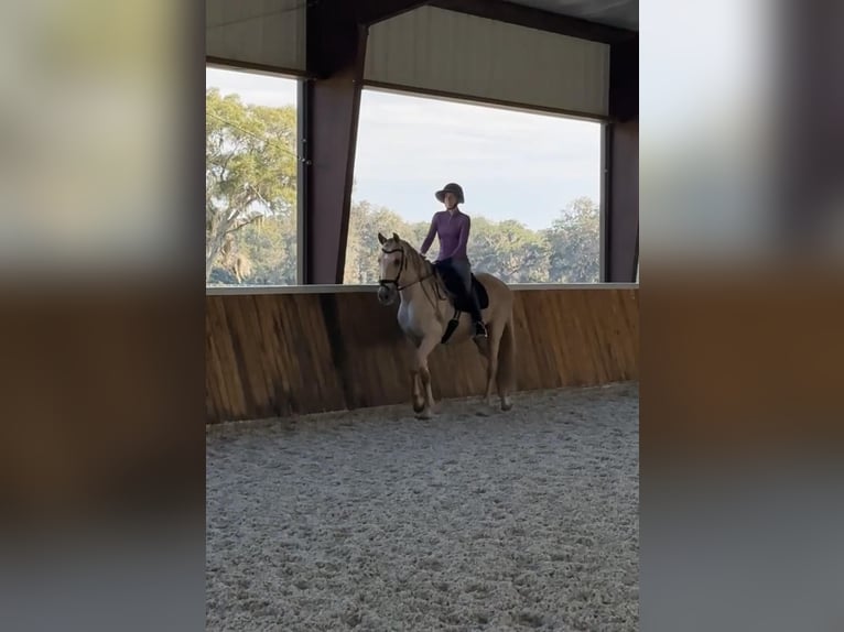 Andalusian Gelding 10 years Palomino in Ocala, FL