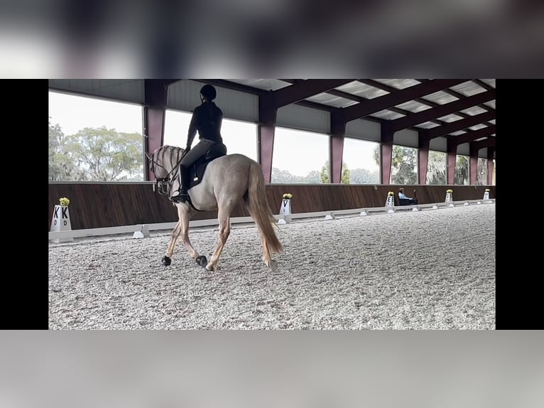 Andalusian Gelding 10 years Palomino in Ocala, FL