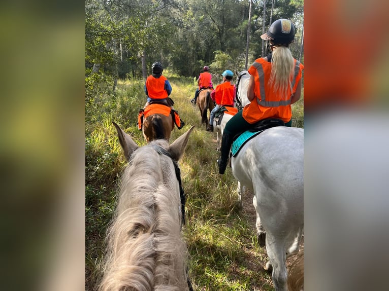 Andalusian Gelding 10 years Palomino in Ocala, FL