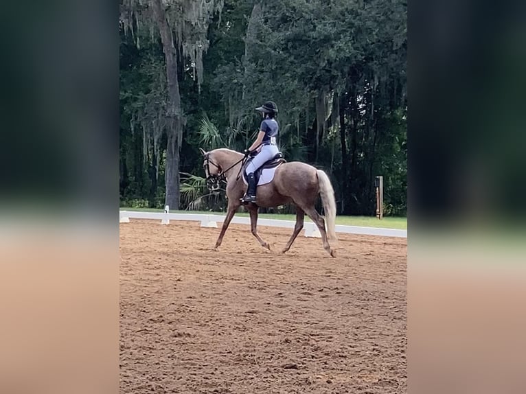 Andalusian Gelding 10 years Palomino in Ocala, FL