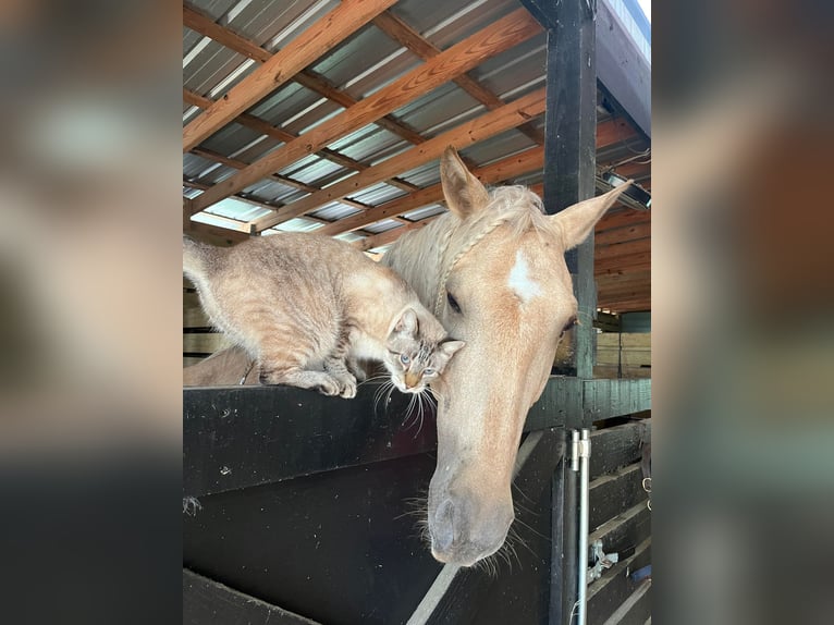 Andalusian Gelding 10 years Palomino in Ocala, FL