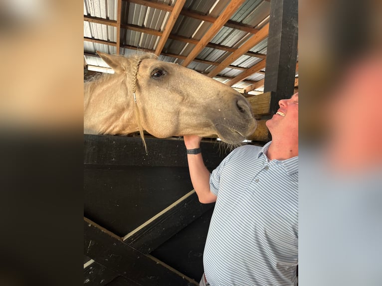 Andalusian Gelding 10 years Palomino in Ocala, FL