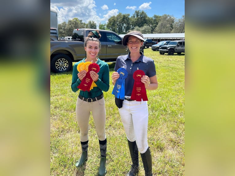 Andalusian Gelding 10 years Palomino in Ocala, FL