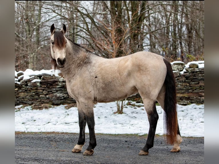 Andalusian Gelding 11 years 14,2 hh Buckskin in everette PA