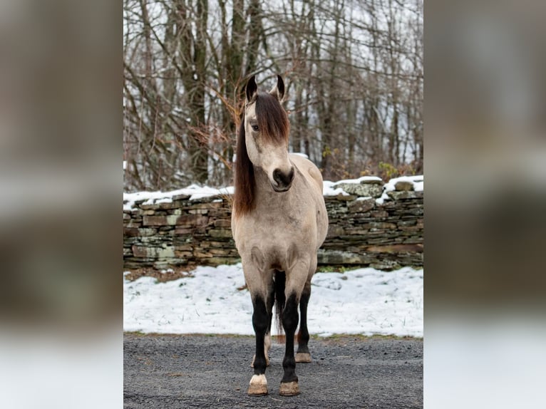 Andalusian Gelding 11 years 14,2 hh Buckskin in everette PA