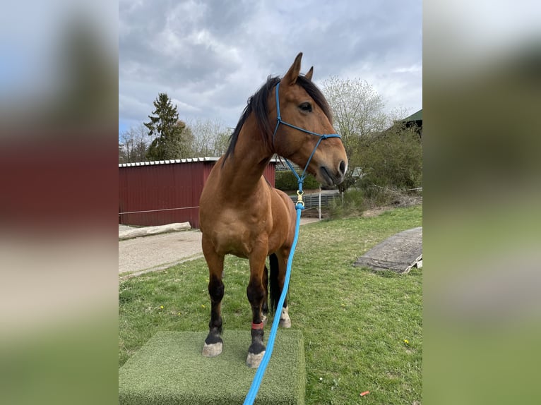 Andalusian Mix Gelding 11 years 14,3 hh Brown in Herdorf