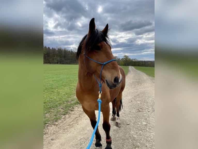 Andalusian Mix Gelding 11 years 14,3 hh Brown in Herdorf