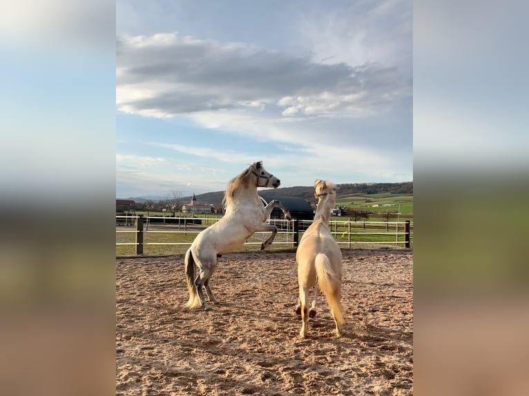 Andalusian Gelding 11 years 14,3 hh Gray in Ringgau