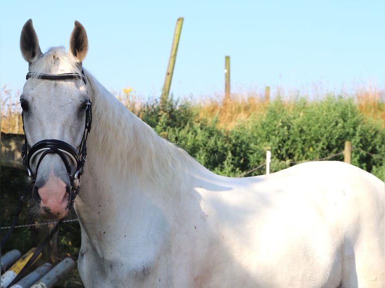 Andalusian Mix Gelding 11 years 14.3 hh Grey in Uelsen