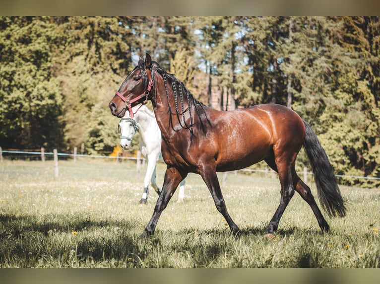 Andalusian Gelding 11 years 15,2 hh Bay-Dark in Reichshof