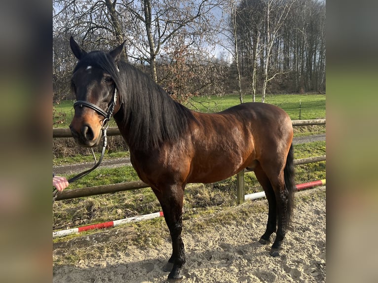 Andalusian Gelding 11 years 15,2 hh Brown in Bergneustadt