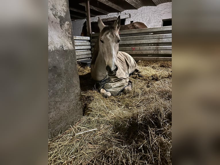 Andalusian Gelding 11 years 15,2 hh in Aachen