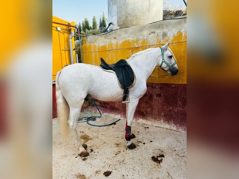 Andalusian Gelding 11 years 15,2 hh White in Pozoblanco