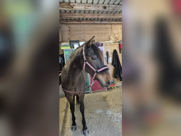 Andalusian Gelding 11 years 15,1 hh Bay-Dark in Schopfheim