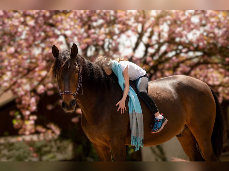 Andalusian Gelding 11 years 15,1 hh Bay-Dark in Schopfheim