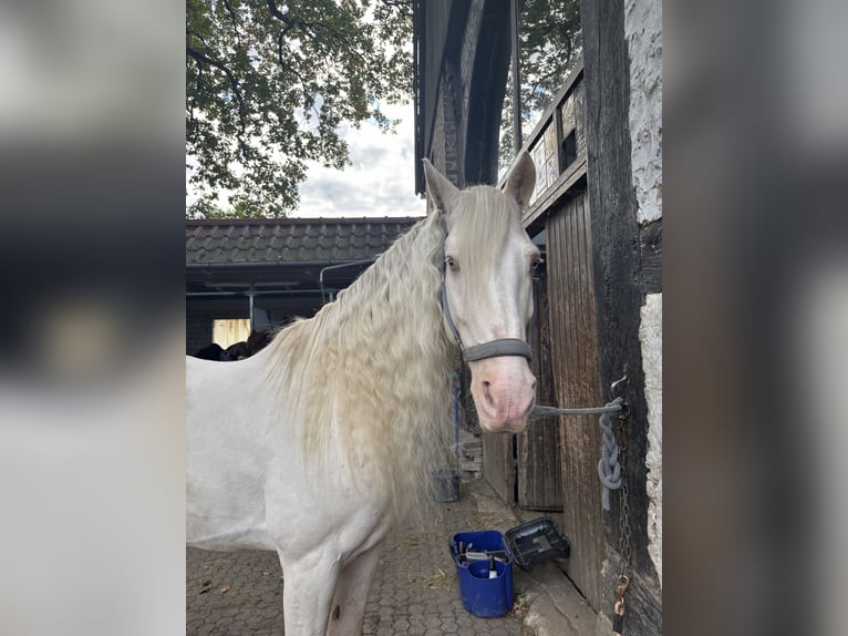 Andalusian Gelding 11 years 15,1 hh Cremello in Oerlinghausen Andalusian Gelding 11 years 15,1 hh Cremello in Oerlinghausen