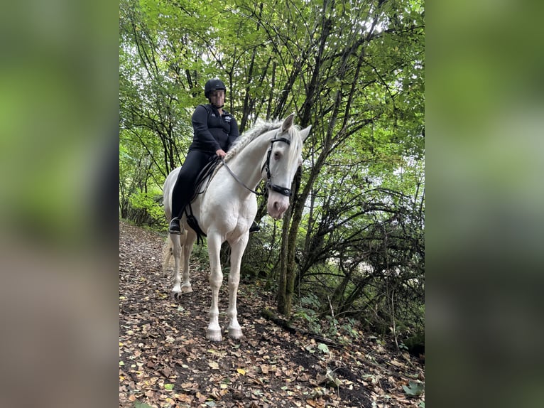 Andalusian Gelding 11 years 15,1 hh Cremello in Oerlinghausen Andalusian Gelding 11 years 15,1 hh Cremello in Oerlinghausen