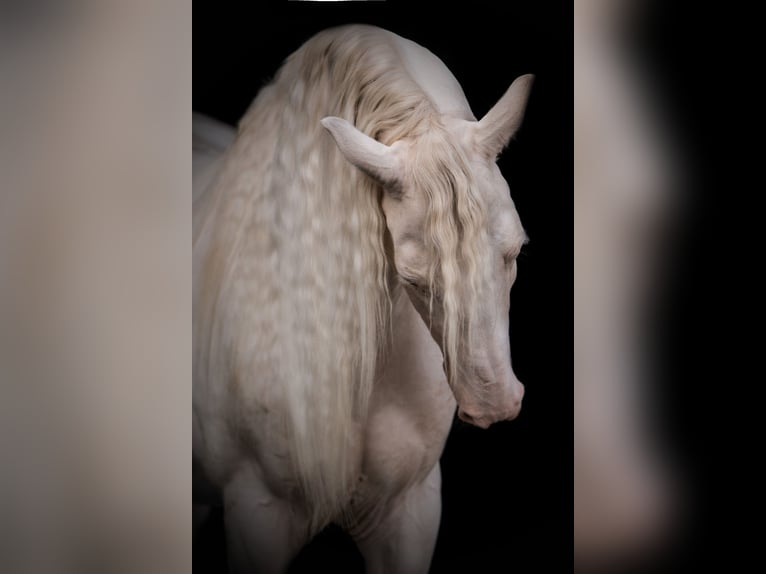 Andalusian Gelding 11 years 15,1 hh Cremello in Oerlinghausen Andalusian Gelding 11 years 15,1 hh Cremello in Oerlinghausen