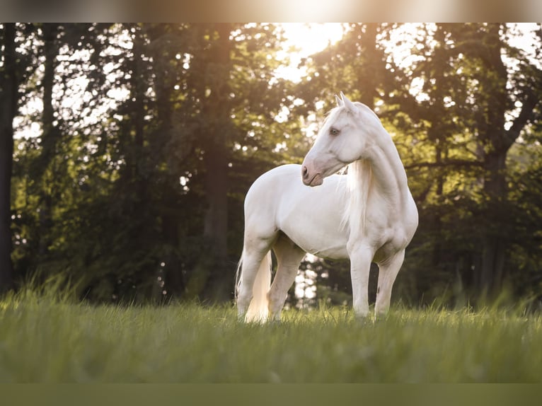 Andalusian Gelding 11 years 15,1 hh Cremello in Oerlinghausen