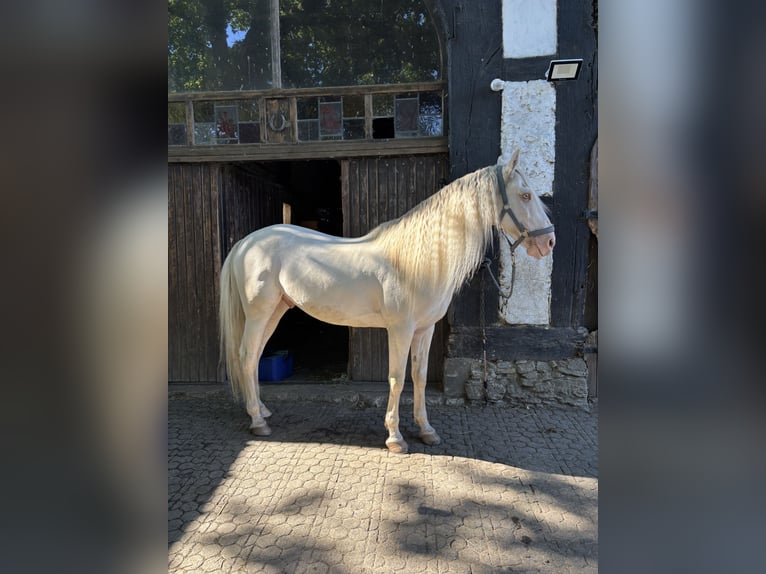 Andalusian Gelding 11 years 15,1 hh Cremello in Oerlinghausen