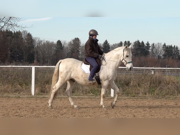Andalusian Mix Gelding 11 years 15,1 hh Grey in Rot an der Rot