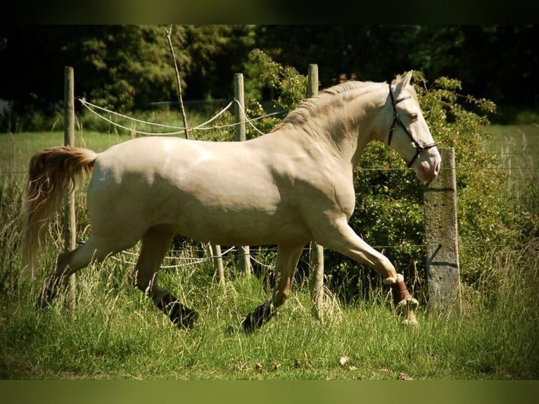 Andalusian Mix Gelding 11 years 15,1 hh Perlino in Bredene