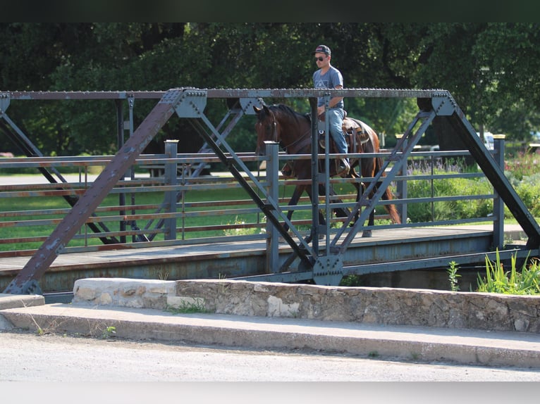 Andalusian Gelding 11 years 15,1 hh in Stephenville TX