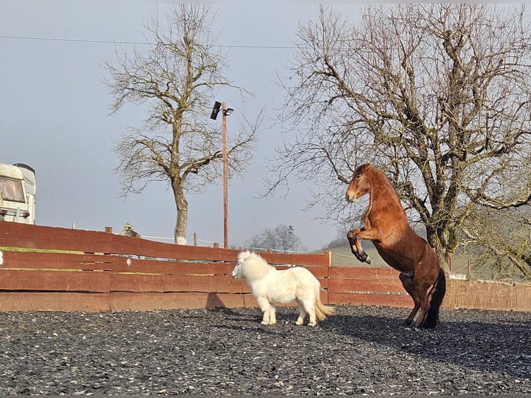 Andalusian Gelding 11 years 15,2 hh Brown in Zeihen