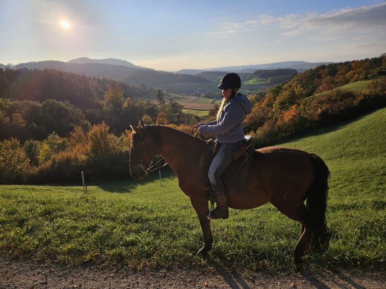 Andalusian Gelding 11 years 15,2 hh Brown in Zeihen
