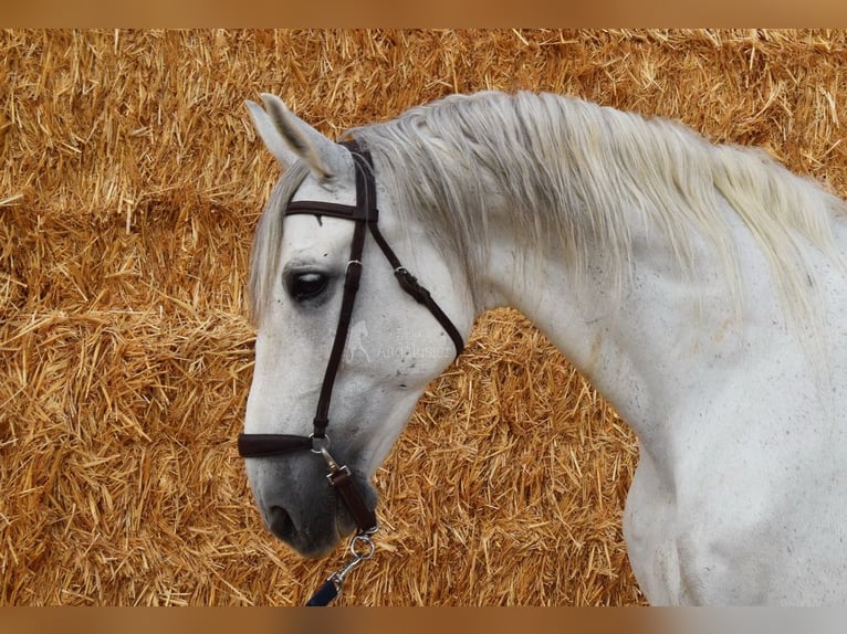Andalusian Gelding 11 years 15,2 hh Grey in Provinz Cordoba