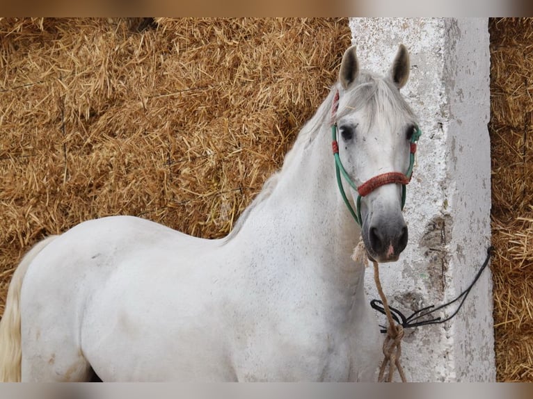 Andalusian Gelding 11 years 15,2 hh Grey in Provinz Cordoba