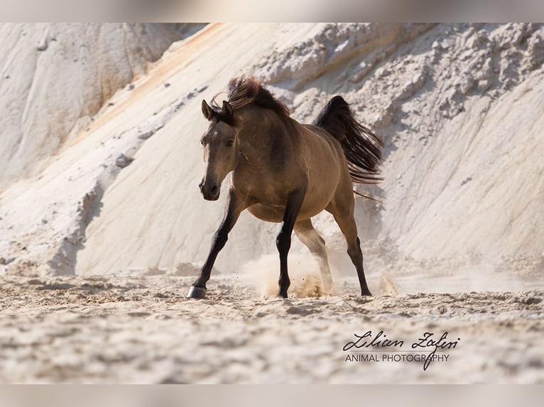 Andalusian Gelding 11 years 15,3 hh Dun in Sch&#xF6;ffengrund