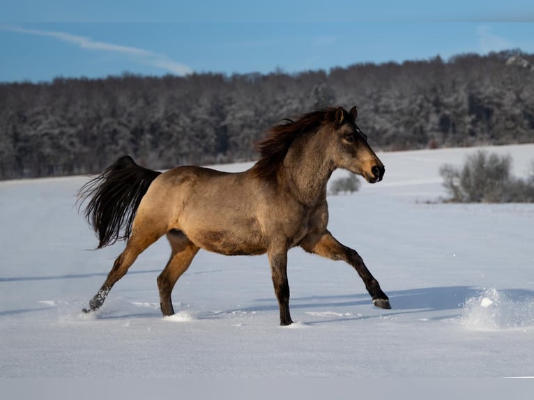 Andalusian Gelding 11 years 15,3 hh Dun in Sch&#xF6;ffengrund