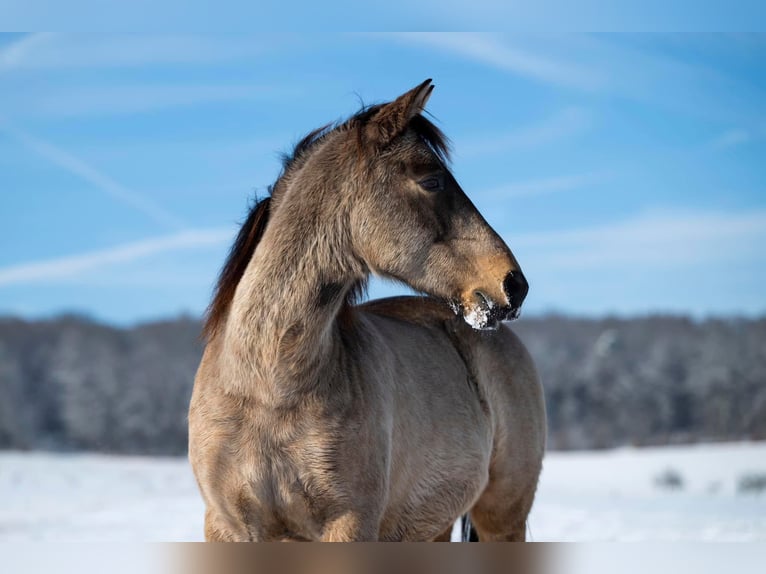 Andalusian Gelding 11 years 15,3 hh Dun in Sch&#xF6;ffengrund