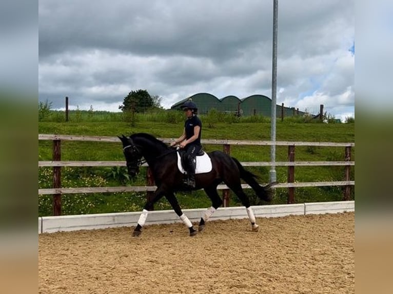 Andalusian Gelding 11 years 16 hh Black in Hereford