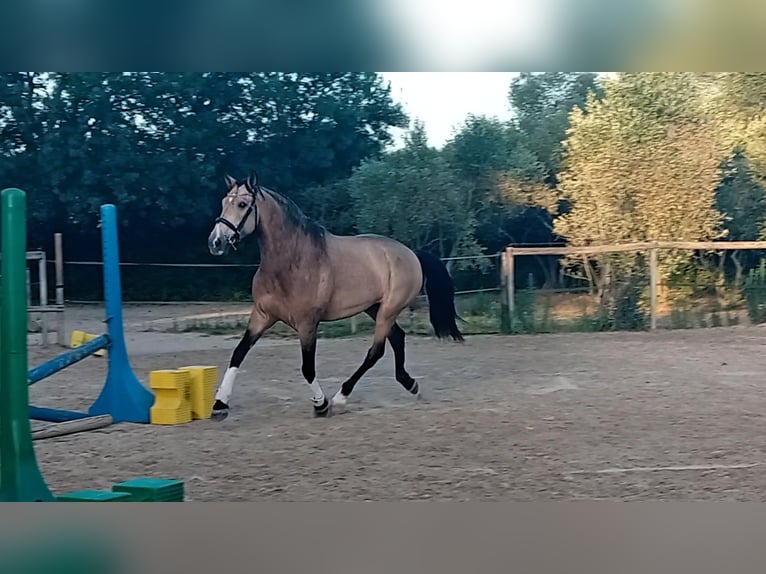 Andalusian Gelding 11 years 16 hh Dun in Lunel-Viel