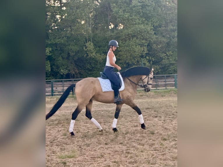Andalusian Gelding 11 years 16 hh Dun in Lunel-Viel